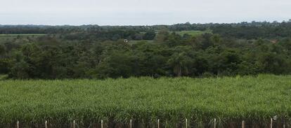 Plantación de caña de azúcar en Arroyos y Esteros (Paraguay).