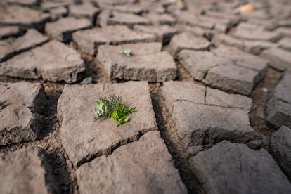 Suelo resquebrajado en el embalse de San Rafael, el 16 de abril de 2024.