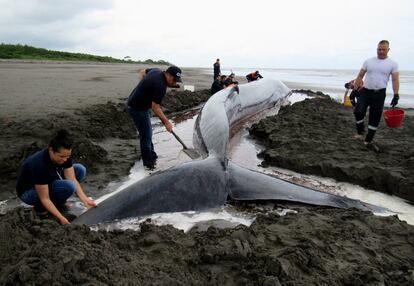 Un grupo de personas trabaja en el rescate de una ballena de 15 metros que encalló en las playas del sector de Bocagrande, en el municipio de Tumaco (Colombia).