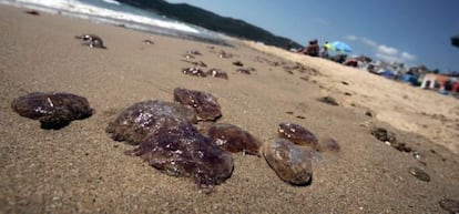 Medusas en la playa de Getares, en Algeciras (C&aacute;diz), que este mi&eacute;rcoles ha permanecido cerrada durante varias horas.