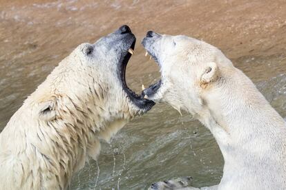 Dos ejemplares de osos polares, Nanuq y Vera, juegan en su recinto del zoolgico 'Tierpark' de Nuremberg (Alemania), el 11 de abril de 2019.