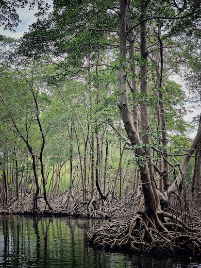 Manglares en el parque nacional de Los Haitises (República Dominicana).