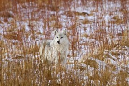 Un lobo gris en el parque nacional de Yellowstone (Estados Unidos).