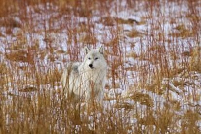 Un lobo gris en el parque nacional de Yellowstone (Estados Unidos).