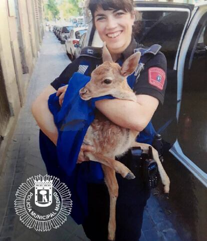 Una agente sujeta a un cervatillo rescatado de la casa de una mujer.