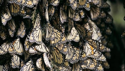 Un grupo de mariposas.