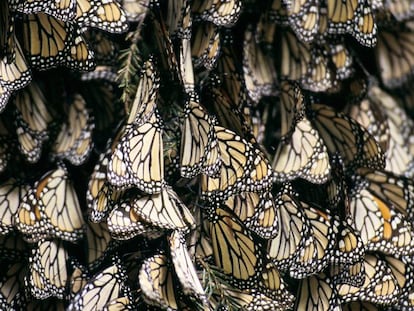 Un grupo de mariposas.