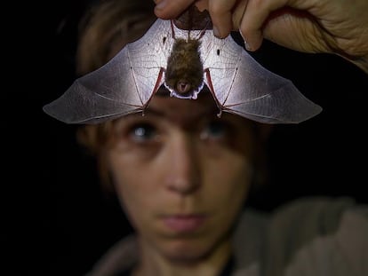 La zoóloga británica Alice Hughes examina un murciélago.