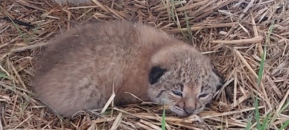 One of the cubs resting on the straw.