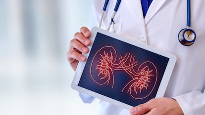 Doctor close-up of a doctor showing a picture of a kidney on a tablet in a hospital