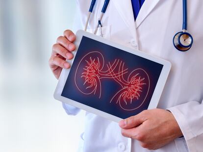 Doctor close-up of a doctor showing a picture of a kidney on a tablet in a hospital