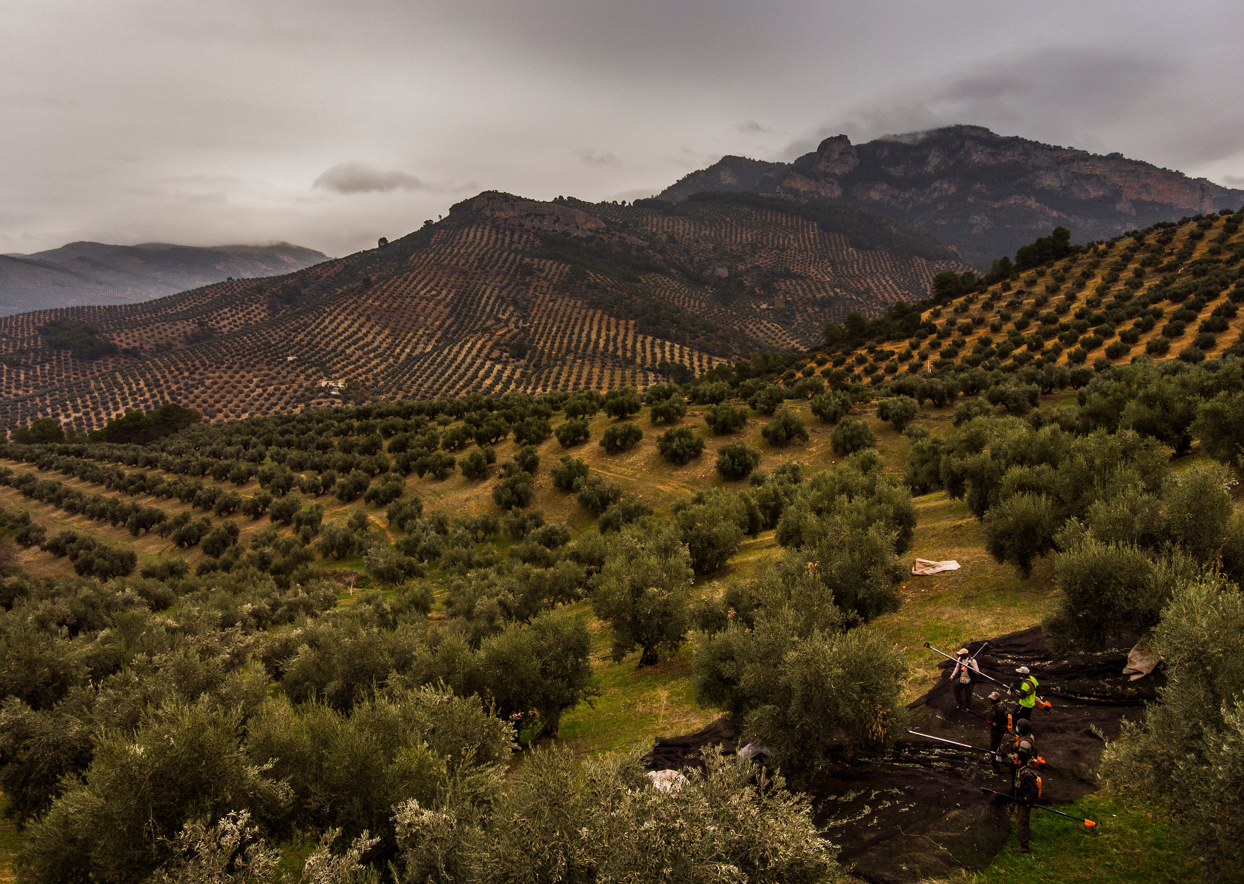 Vista aérea de un olivar en la provincia de Jaén. SAMUEL SÁNCHEZ