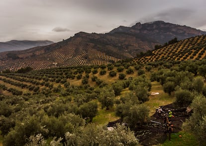 Imagen panorámica en un olivar de Jaén.