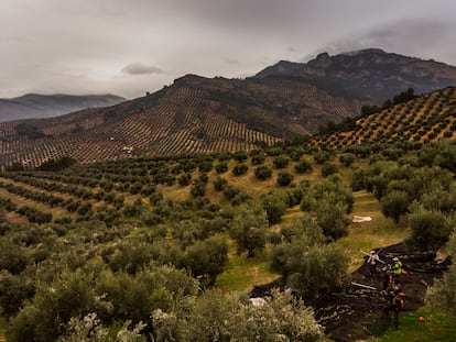 Olivar provincia de Jaén