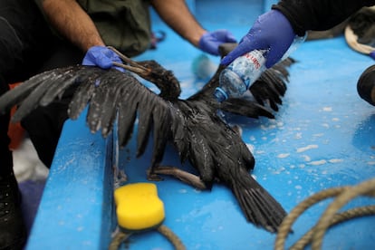 Biólogos de la Sernanp atienden a un ave rescatada afectada por el derrame de petróleo en Ancón el 21 de enero.