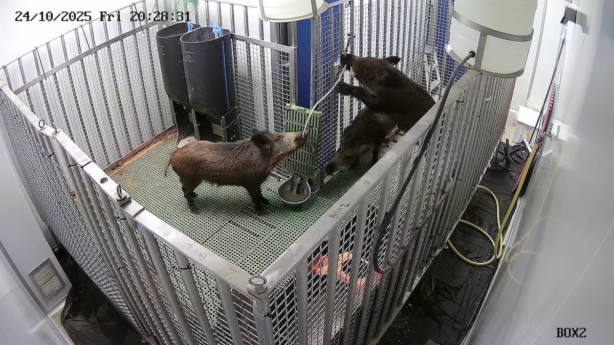 Helpless in the face of the worst animal pandemic in history: African swine fever breaks out in Spain with no vaccine in sight