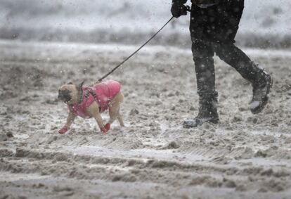 Un hombre camina junto a su perro durante la tormenta de nieve en una calle de se Nueva York, 13 de febrero de 2014. 