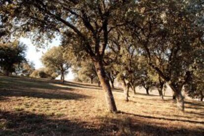 Parque forestal Adolfo Suarez, en Pozuelo (Madrid).