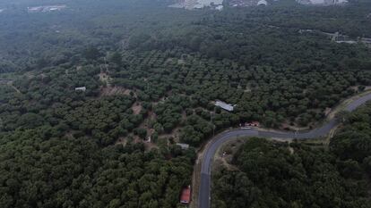 Una finca aguacatera en Uruapan (Estado de Michoacán).