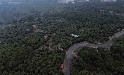 Una finca aguacatera en Uruapan (Estado de Michoacán).