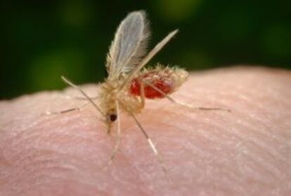 El flebotomo, insecto transmisor de la leishmaniasis.