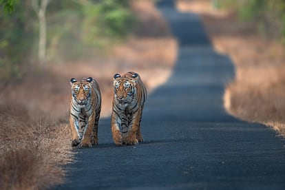 Una pareja de tigres.