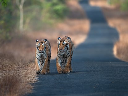 Una pareja de tigres.
