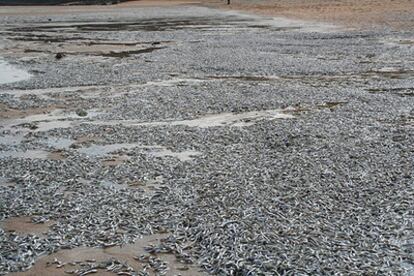 Imagen de la playa de La Griega, en Colunga, con millones de bocartes muertos.