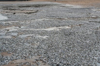 Imagen de la playa de La Griega, en Colunga, con millones de bocartes muertos.