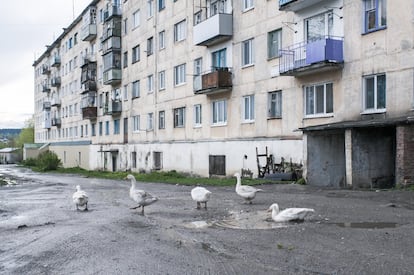 Un grupo de cisnes camina y chapotea en los charcos frente a unas viviendas en Alexandrovsk, cerca de Perm.