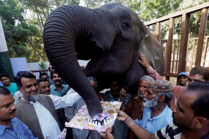 La elefante hembra Noor Jahan, come pastel el día de su 14 cumpleaños, en el Jardín Zoológico de Karachi (Pakistán). 