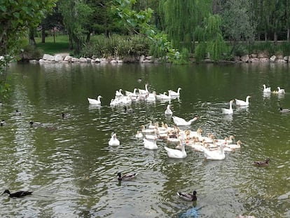 Ocas y patos en el parque El Soto de Móstoles.