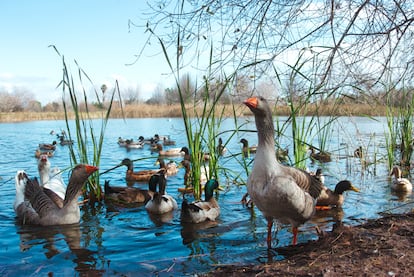 Patos y gansos en una de las lagunas del Marjal de Gandia.