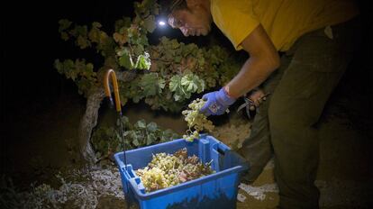 Night harvesting is growing in popularity in Jerez de la Frontera.