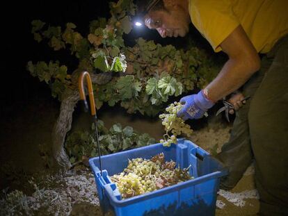 La vendimia nocturna gana adeptos en Jerez de la Frontera, donde cada vez más escogen este horario.