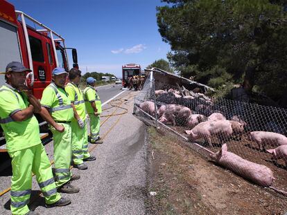 Cerdos sueltos en la autopista tras un accidente
