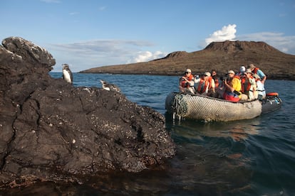 Pingüinos de galápagos microplásticos