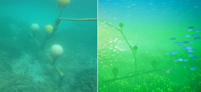 Las boyas que protegen la posidonia en el Cap de Creus y su réplica en 'Koral'.