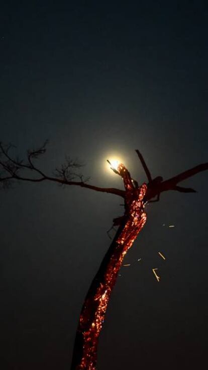 Árbol en llamas de la Amazonía boliviana.