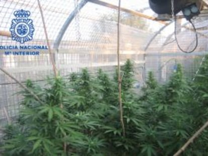 Algunas de las plantas de marihuana incautadas en el invernadero del chal&eacute; de Benifai&oacute;