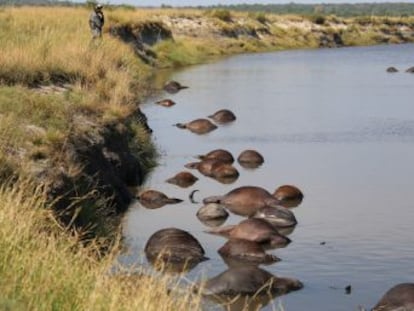 La investigación apunta a que los animales, que no pudieron salvar el cauce del río Chobe, murieron perseguidos por depredadores