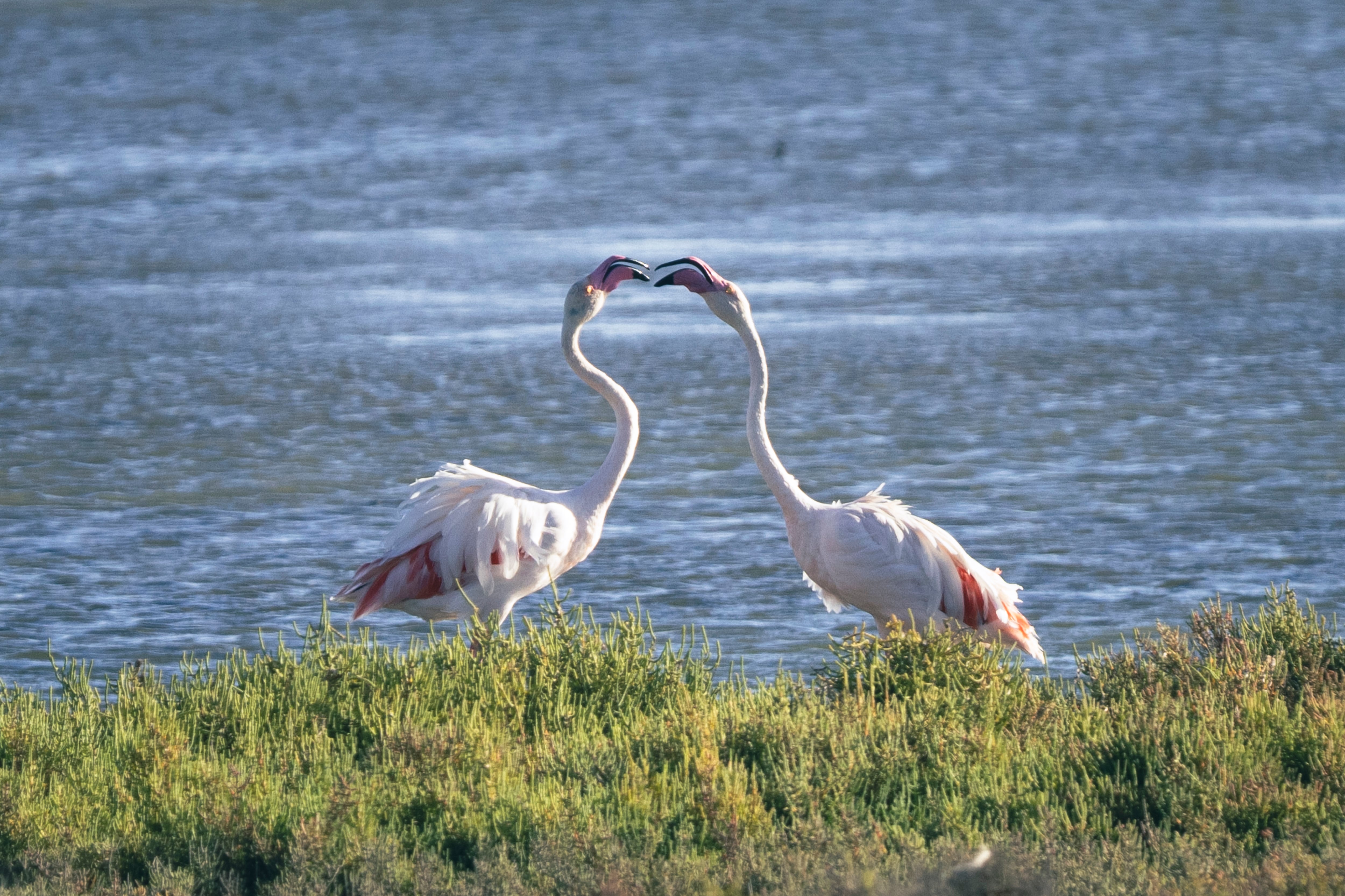 Dos flamencos en una de las lagunas próximas a las salinas de la Trinitat, en el Delta del Ebro. 