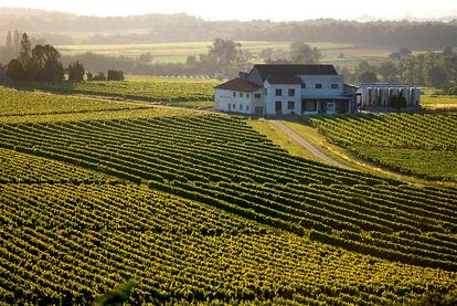 Viñedo de la bodega Entre Deux Mers, de Cazaugitat (Francia), con denominación de origen Burdeos.