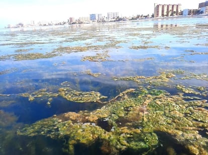 Algas en el mar Menor, en la zona cercana a San Javier, hace una semana.