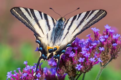 Las verbenas son muy atractivas para multitud de insectos como las mariposas.