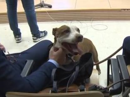 La perra, rebautizada como Milagros, durante el juicio el pasado 8 de mayo.