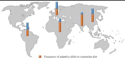 El mapa muestra la frecuencia del alelo adaptativo (en naranja) a la dieta vegetariana en los ancestros de las poblaciones por continentes.