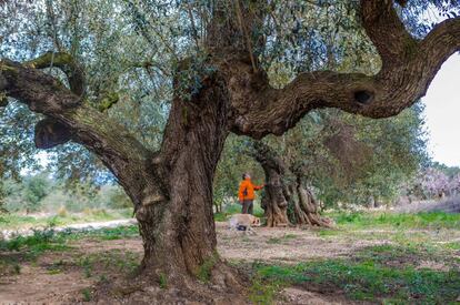 Olivos centenarios en Ulldecona, en la comarca tarraconense del Montsià.