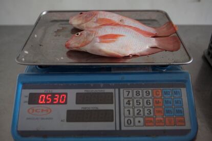 La tilapia de la cooperativa pesa por lo general unos 450 gramos, y la comercialización está funcionando muy bien, pues venden en muchos mercados campesinos y cada vez es más la gente que se acerca a la finca a comprarles.