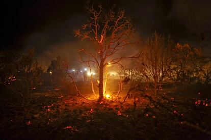 Árbol incandescente por el paso del fuego